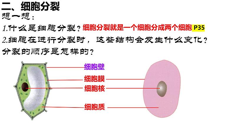 人教版生物七年级上册1.3.1《细胞通过分裂产生新细胞》教学课件第5页