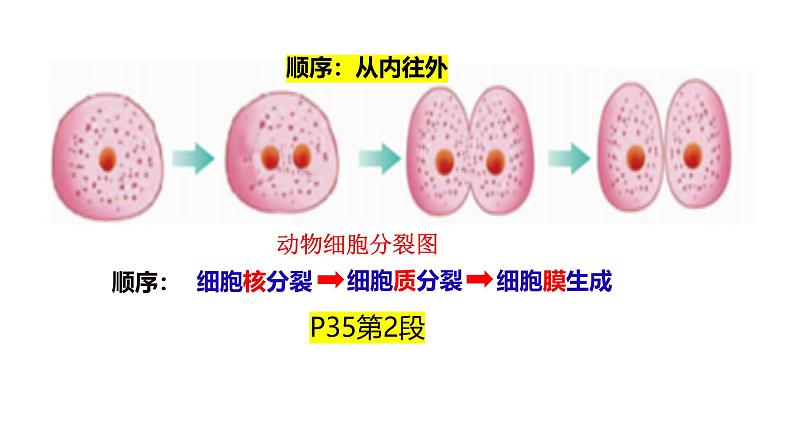 人教版生物七年级上册1.3.1《细胞通过分裂产生新细胞》教学课件第7页