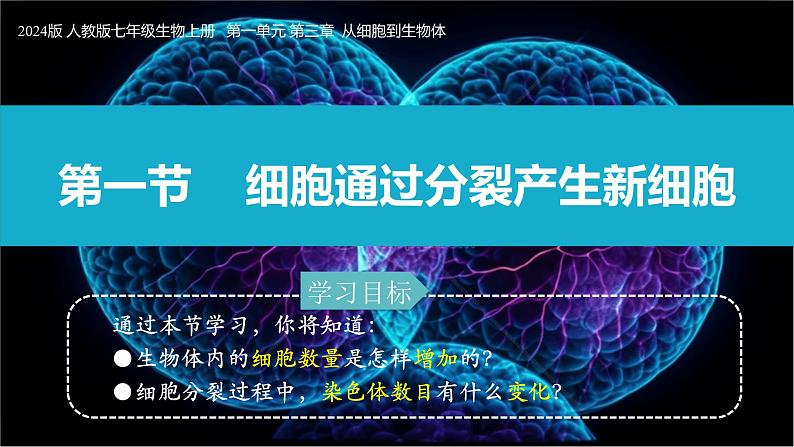 人教版生物七年级上册1.3.1《细胞通过分裂产生新细胞》课件第2页