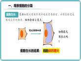 人教版生物七年级上册1.3.1《细胞通过分裂产生新细胞》课件