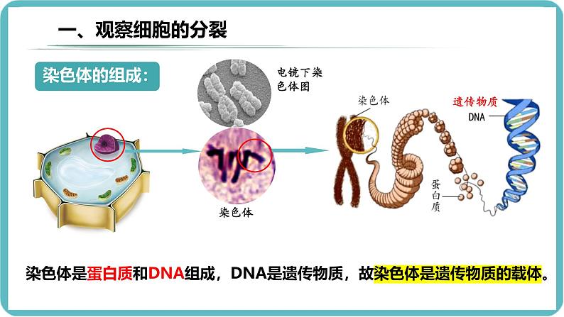 人教版生物七年级上册1.3.1《细胞通过分裂产生新细胞》课件第7页