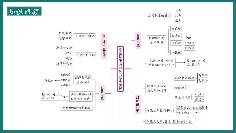 （人教版2024）七年级生物上册1.3.1《细胞通过分裂产生新细胞》课件第2页