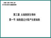 （人教版2024）七年级生物上册1.3.1《细胞通过分裂产生新细胞》课件