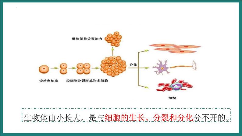 （人教版2024）七年级生物上册1.3.1《细胞通过分裂产生新细胞》课件第7页