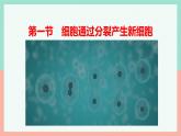 （人教版2024）七年级生物上册1.3.1《细胞通过分裂产生新细胞》（教学课件 )