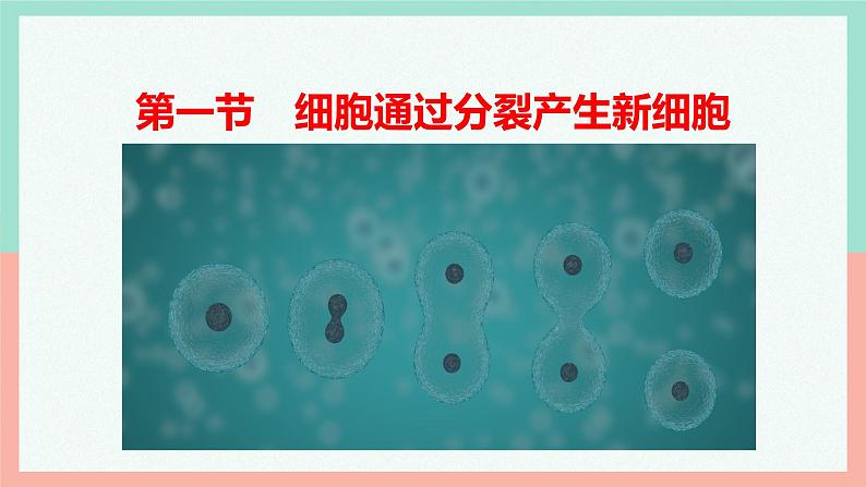 （人教版2024）七年级生物上册1.3.1《细胞通过分裂产生新细胞》（教学课件 )05