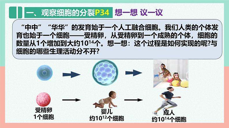 （人教版2024）七年级生物上册1.3.1《细胞通过分裂产生新细胞》（教学课件 )07