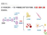 人教版（2024）生物七年级上册1.3.2《动物体的结构层次》课件
