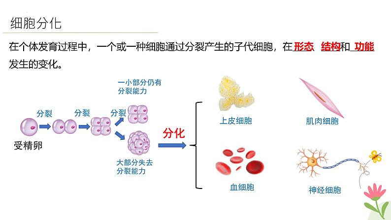 人教版（2024）生物七年级上册1.3.2《动物体的结构层次》课件04