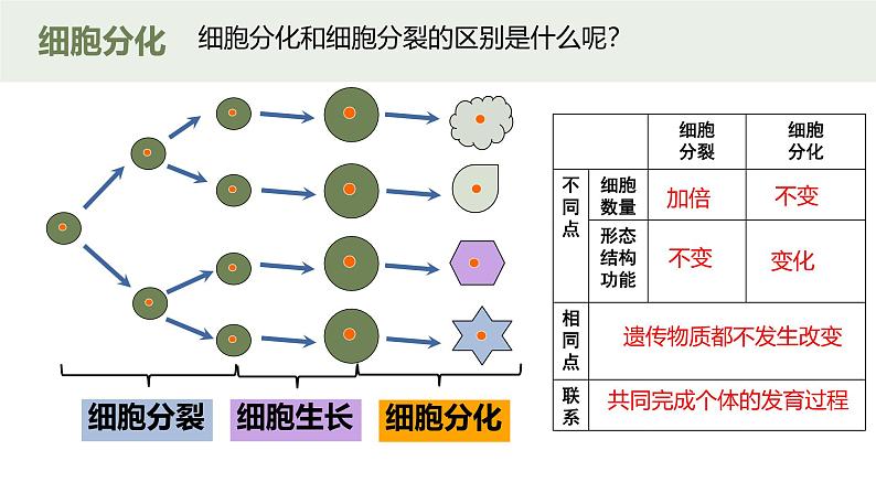 人教版（2024）生物七年级上册1.3.2《动物体的结构层次》课件05