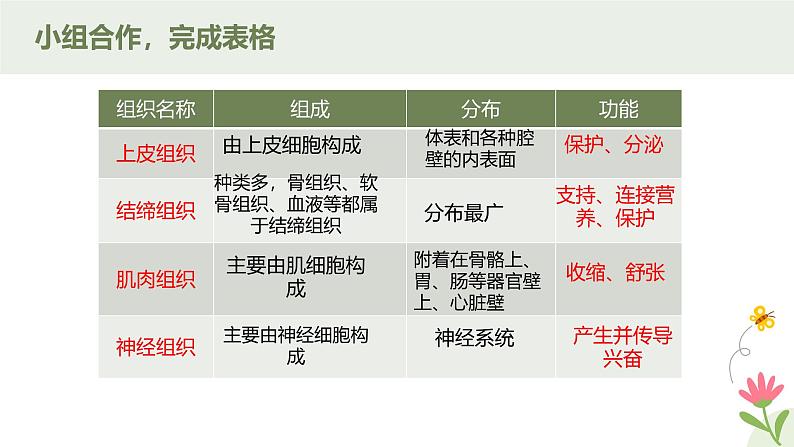 人教版（2024）生物七年级上册1.3.2《动物体的结构层次》课件08