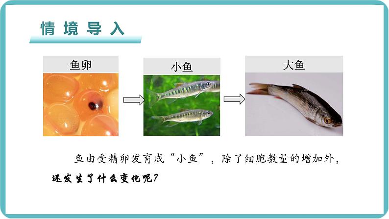 （人教版2024）七年级生物上册1.3.2《动物体的结构层次》课件01