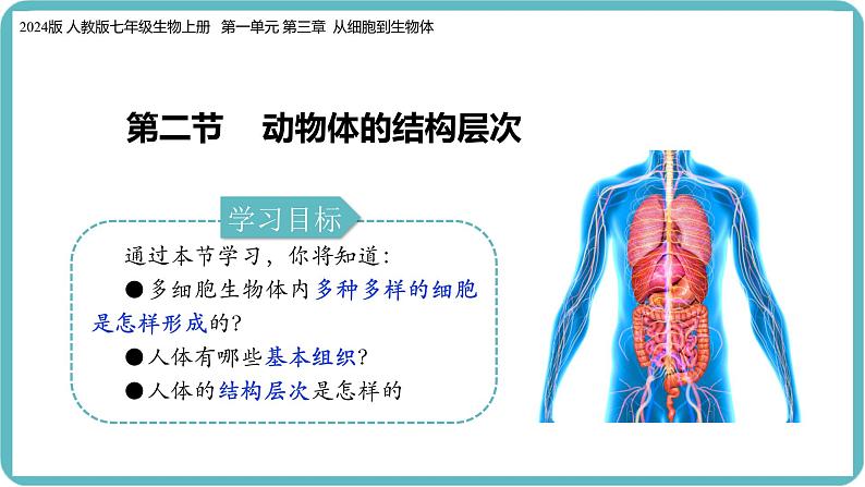 （人教版2024）七年级生物上册1.3.2《动物体的结构层次》课件02