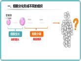 （人教版2024）七年级生物上册1.3.2《动物体的结构层次》课件