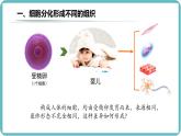 （人教版2024）七年级生物上册1.3.2《动物体的结构层次》课件