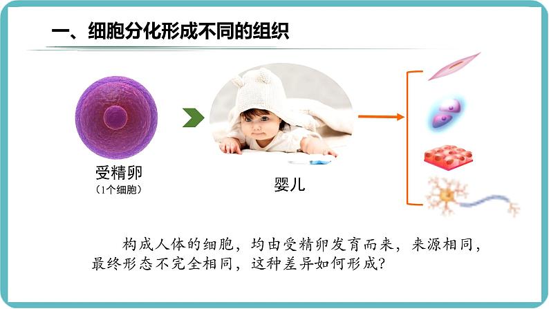 （人教版2024）七年级生物上册1.3.2《动物体的结构层次》课件04