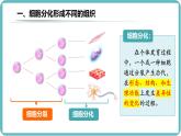 （人教版2024）七年级生物上册1.3.2《动物体的结构层次》课件
