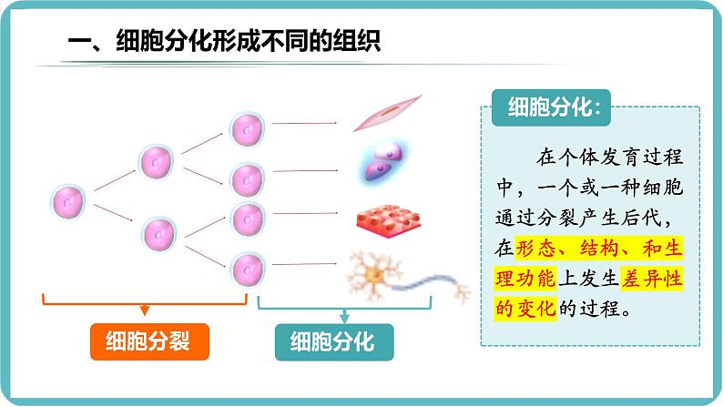 （人教版2024）七年级生物上册1.3.2《动物体的结构层次》课件05