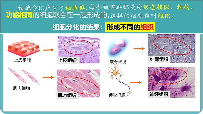 （人教版2024）七年级生物上册1.3.2《动物体的结构层次》课件06