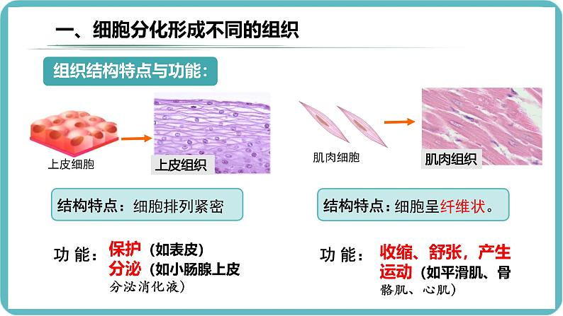 （人教版2024）七年级生物上册1.3.2《动物体的结构层次》课件07