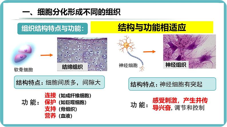 （人教版2024）七年级生物上册1.3.2《动物体的结构层次》课件08