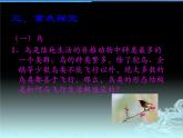 人教版生物七年级上册第二节《脊椎动物-鸟和哺乳动物》课件