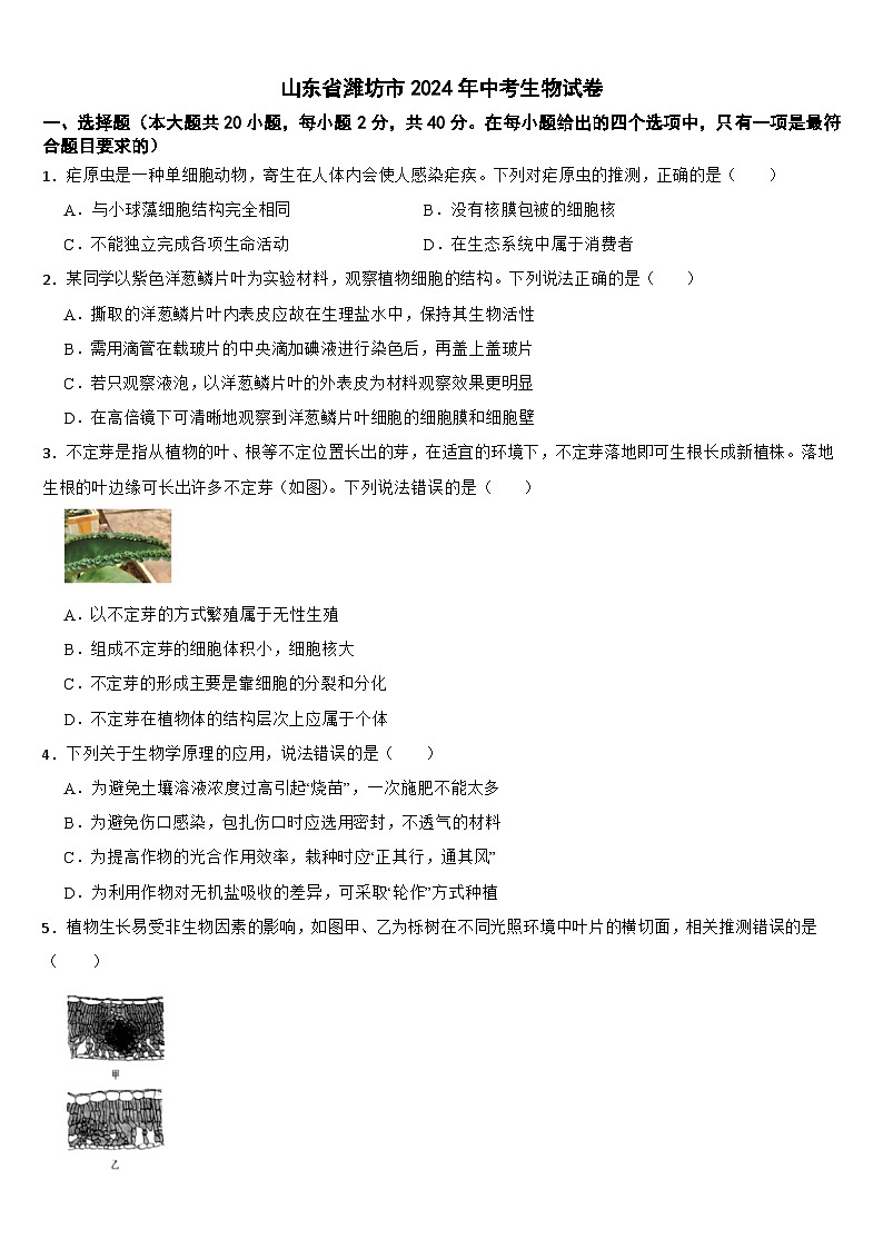 山东省潍坊市2024年中考生物试卷【附真题答案】01