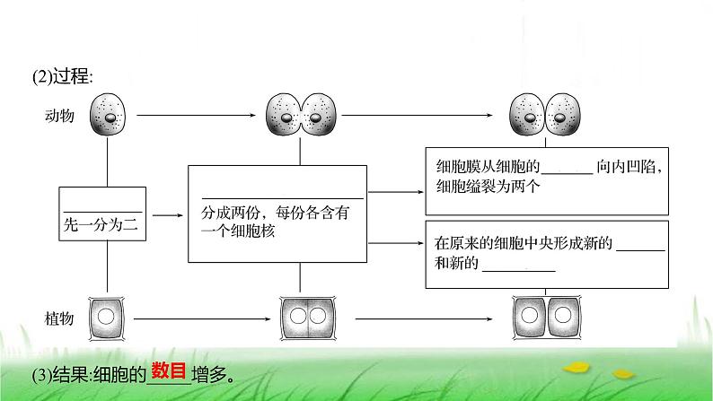 人教版七年级生物上册第一单元第三章第一节细胞通过分裂产生新细胞课件03