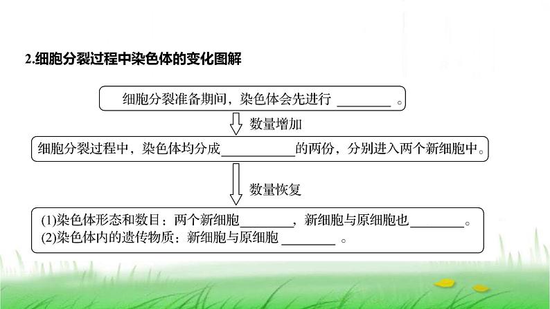 人教版七年级生物上册第一单元第三章第一节细胞通过分裂产生新细胞课件05