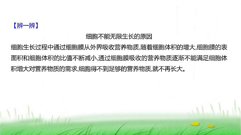 人教版七年级生物上册第一单元第三章第一节细胞通过分裂产生新细胞课件06