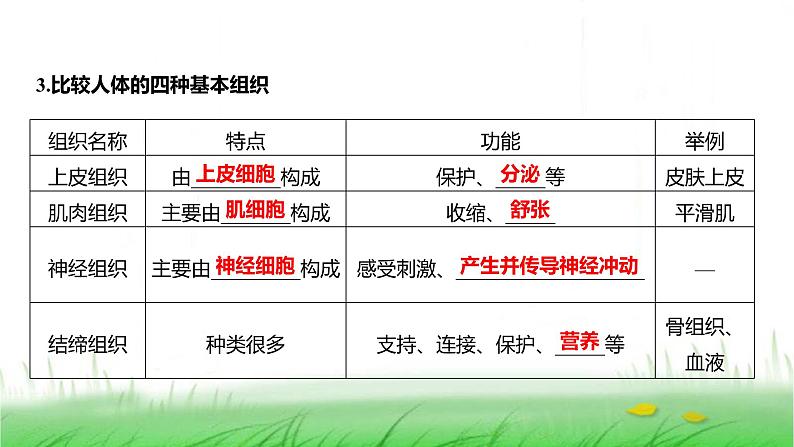 人教版七年级生物上册第一单元第三章第二节动物体的结构层次课件03