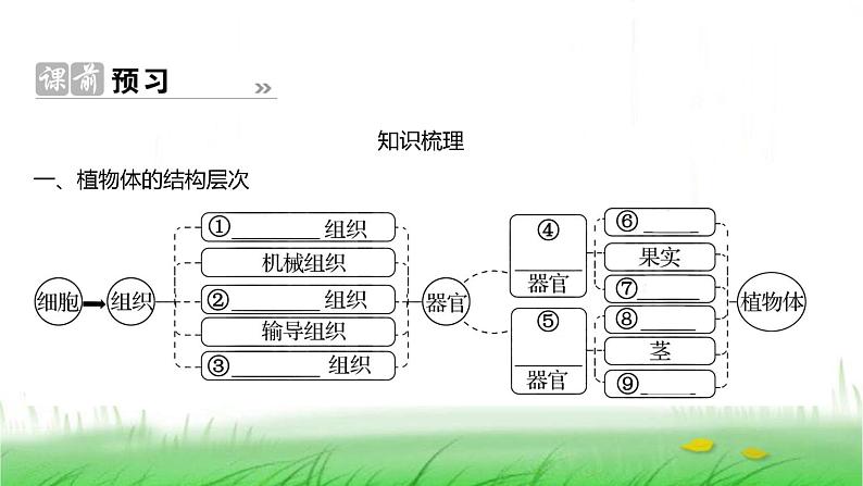 人教版七年级生物上册第一单元第三章第三节植物体的结构层次课件02