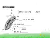 人教版七年级生物上册第一单元第三章第四节单细胞生物课件
