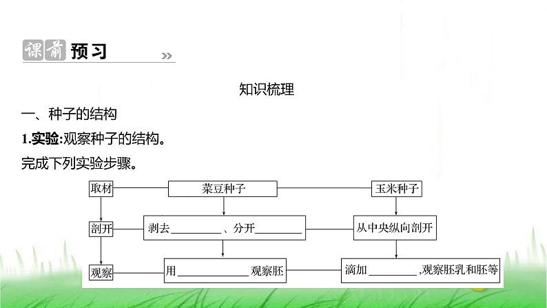 人教版七年级生物上册第二单元第一章第二节种子植物课件第2页