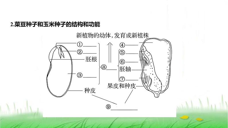 人教版七年级生物上册第二单元第一章第二节种子植物课件第3页