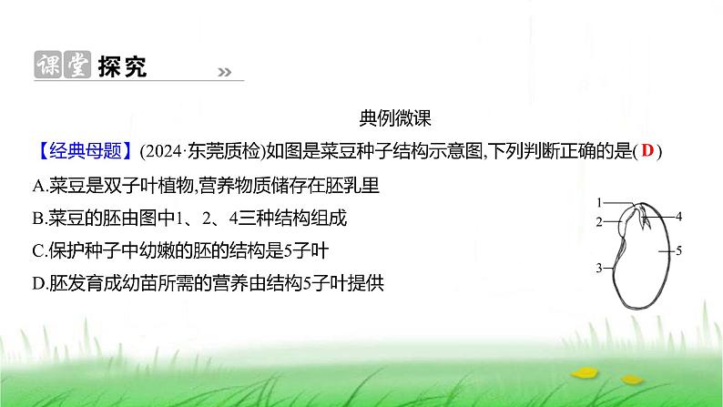 人教版七年级生物上册第二单元第一章第二节种子植物课件第7页