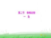 人教版七年级生物上册第二单元第二章第二节一鱼课件