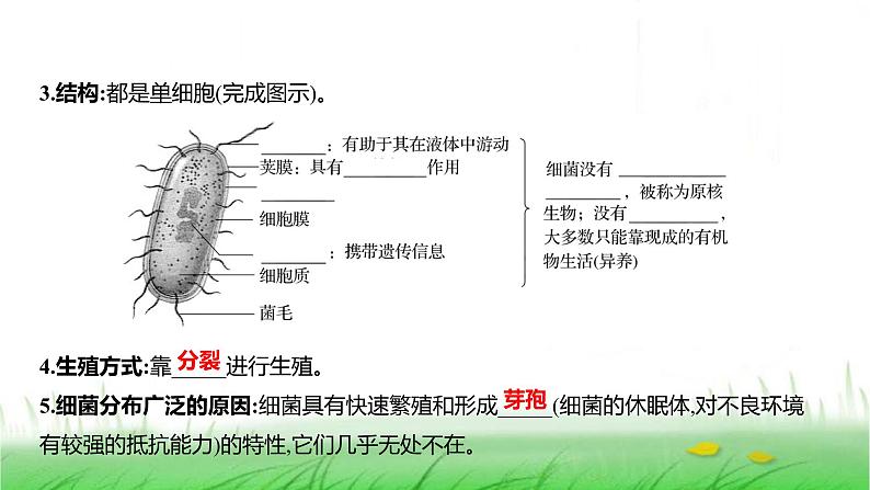 人教版七年级生物上册第二单元第三章第二节细菌课件03