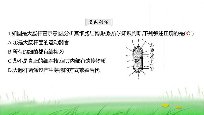 人教版七年级生物上册第二单元第三章第二节细菌课件08