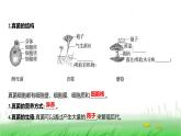 人教版七年级生物上册第二单元第三章第三节真菌课件