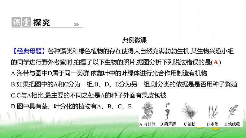 人教版七年级生物上册第二单元第四章第一节尝试对生物进行分类课件第7页