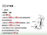人教版八年级生物上册第五单元第一章第一节腔肠动物和扁形动物课件