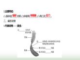 人教版八年级生物上册第五单元第一章第一节腔肠动物和扁形动物课件