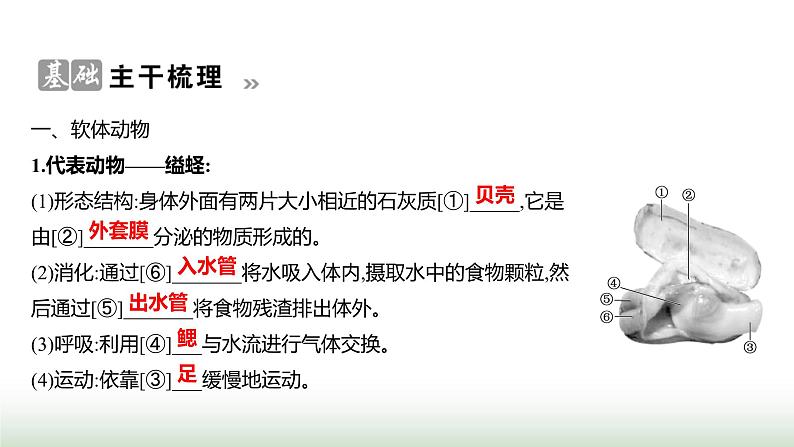 人教版八年级生物上册第五单元第一章第三节软体动物和节肢动物课件02