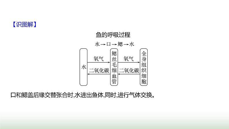 人教版八年级生物上册第五单元第一章第四节鱼课件第7页