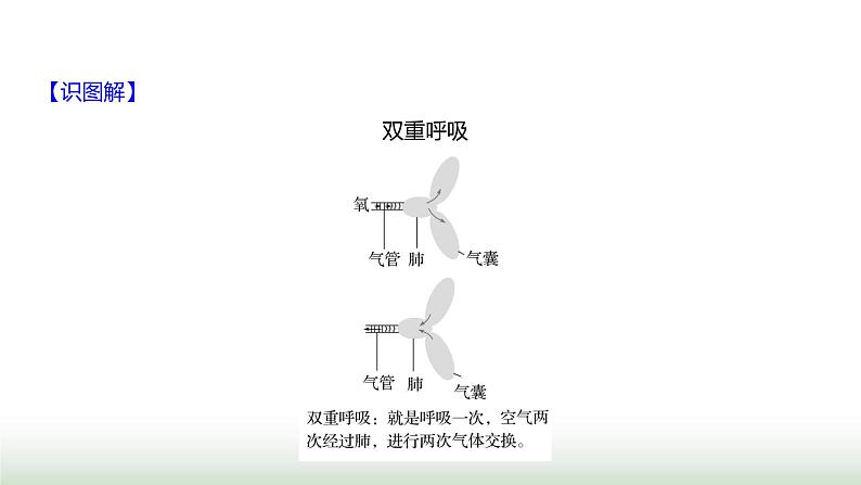 人教版八年级生物上册第五单元第一章第六节鸟课件第7页