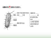 人教版八年级生物上册第五单元第四章第二节细菌课件