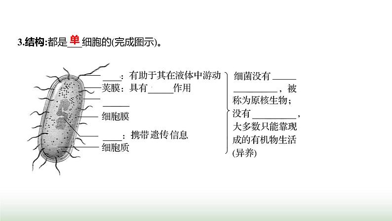 人教版八年级生物上册第五单元第四章第二节细菌课件第4页