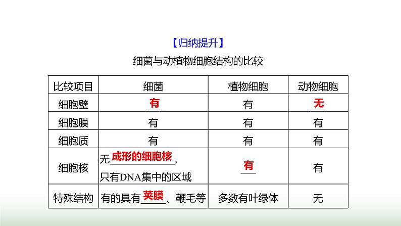 人教版八年级生物上册第五单元第四章第二节细菌课件第6页