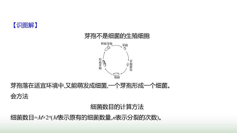 人教版八年级生物上册第五单元第四章第二节细菌课件第8页